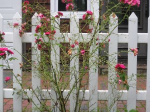 John Cabot, Defoliated