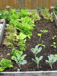 Menagerie Lettuces, Broccoli and Squashes