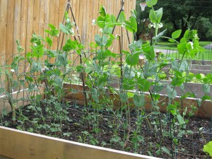 Peas Caselode Shelling Peas