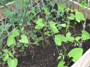 Pole Beans Fortex Pole Beans