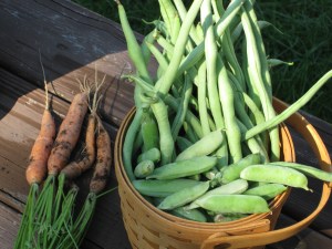 Beans, Peas and Carrots 8-25-09