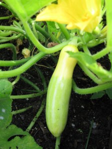 1st Zephyr 1st Zephyr