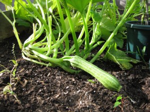 1st Zucchini 1st Zucchini