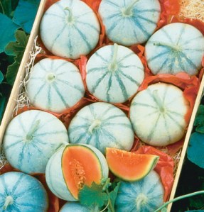 Savor Melon Stock Photo Johnny's Savor Melons