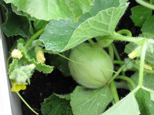 Savor Melon Savor Melon