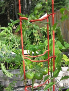 tomatoes september tomatoes september