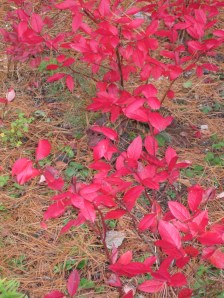 Blueberry Bushes Fall 2009 Blueberry Bushes Fall 2009