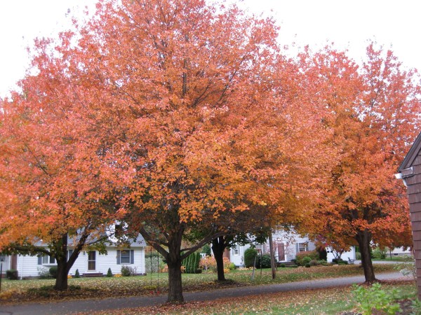 Fall Trees 2009 Fall Trees 2009