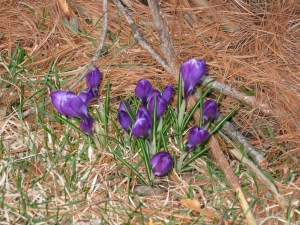 Crocuses March Crocuses in Bloom