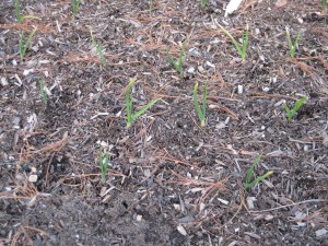 Garlic March Poking Through