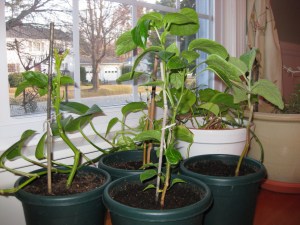 Peppers Eggplant March Wintering Inside