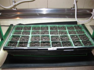 Seeds 03212010 Start Ups