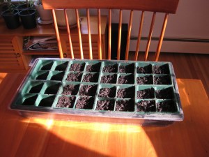 Seeds 2 03212010 Start Ups