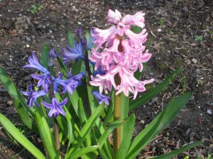 Hyacinth Hyacinth
