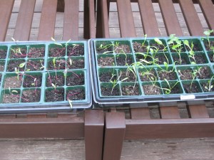Seedlings 041110 The Hardening
