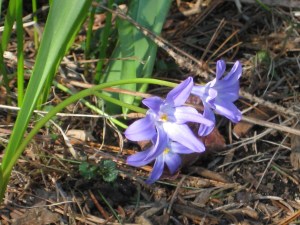 Spring Flowers Spring Flowers