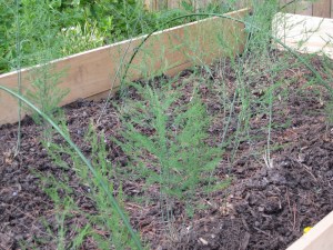 Asparagus Foliage