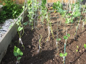 Beans, Beans, The Wonderful Fruit ...