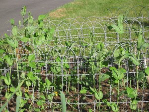 Climbing Peas