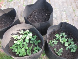 Taters, Rounds 1 and 2