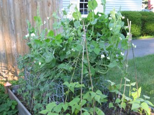 Peas June Jumble of Peas