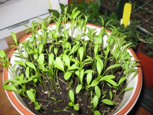 Cilantro Seedlings