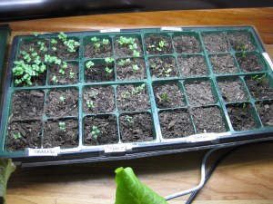 Lettuce, Kale, Broccoli and Spinach