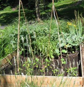 lettuce and spinach out, peppers and beans in