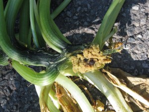 Boring Close Up Frass