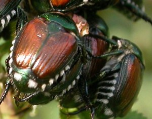 Japanese Beetles Japanese Beetles