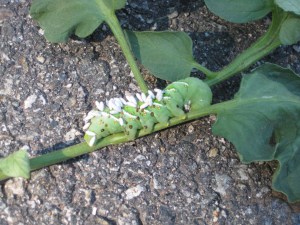 Tomato Hornworm Tomato Hornworm