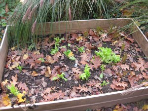 3rd Bed Fall Lettuce Fall Lettuce