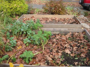 Season End Beds Broccoli and Kale Hanging In There