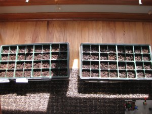 Seed Starting 03082012 Kale Lettuce Peas Spinach