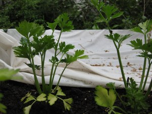 Celery 42312 Celery 3rd Bed April 23