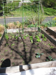 Peas Lettuce Spinach Kale Broccoli