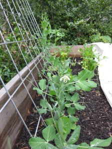 Peas Side Bed 42312 Peas in 3rd Bed April 23