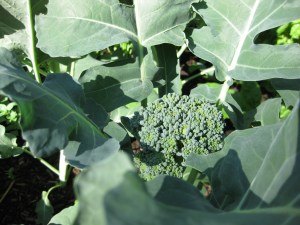 Broccoli Mid May
