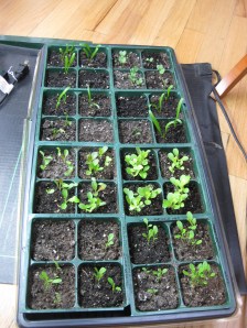 Spinach Lettuce Kale