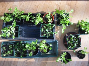 Lettuce Kale Spinach