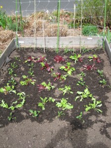 lettuce spinach peas