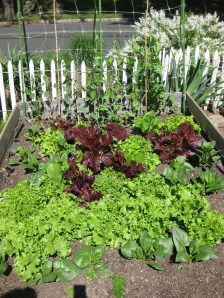 Lettuce Spinach Peas May