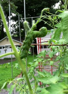 Tom Hornworm