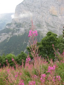 Mountain Flora