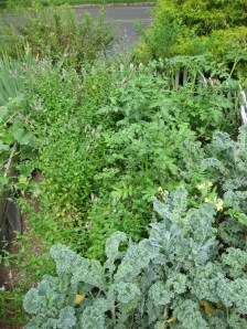 Mint, Kale, Potatoes