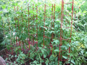 Tomato Bed 1