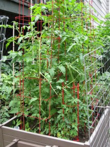 Tomato Bed 2