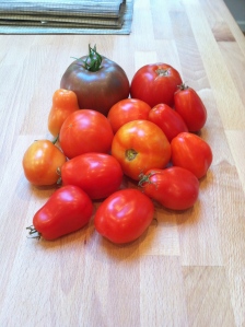 Tomatoes Aug-Sept 14